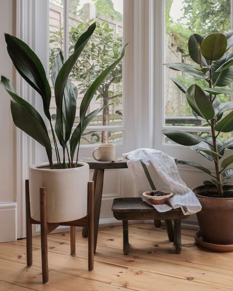 Aspidistra Elatior, Plant Styling, Cast Iron Plant, Ficus Elastica, Rubber Plant, Floor Plants, Iron Plant, New England Homes, Farmhouse Interior