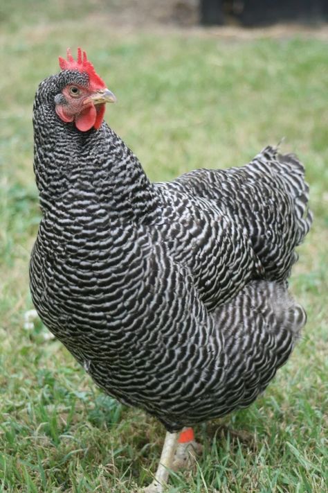 Chicken Reference, White Chicken Breeds, Chicken Backyard, Easter Egger Chicken, Plymouth Rock Chicken, Black And White Chickens, Chickens Backyard Breeds, Poultry Breeds, Backyard Coop