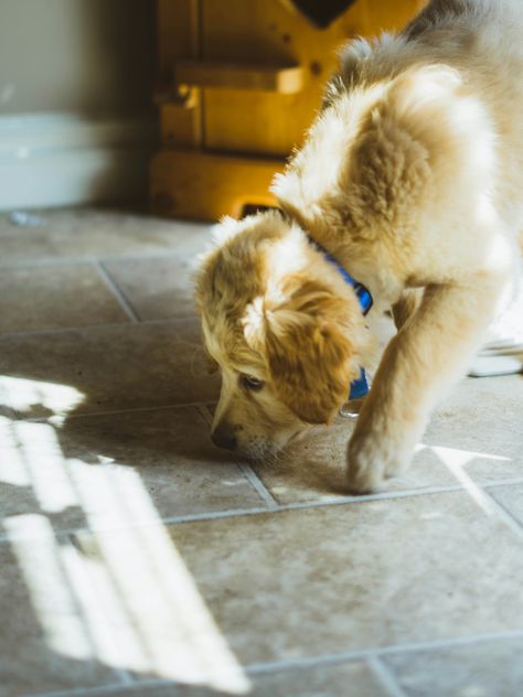 https://unsplash.com/photos/close-photo-of-long-coated-beige-dog-sniffing-the-floor-qV_ZEdIzLo0?utm_source=unsplash&utm_campaign=unsplash-ios&utm_medium=referral&utm_content=view-photo-on-unsplash Dog Sniffing, Dog Paw Protection, Treasure Hunt Games, Dog Urine, City Dog, Nose Work, Dogs Love, Puppy Pictures, Dog Paw