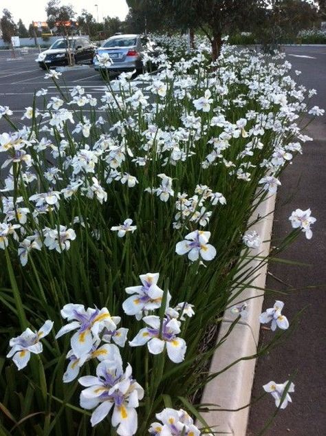 Dietes grandiflora, 'Fortnight Lily,' 'African Iris.' Common streetside landscaping plant in southern California, because it is tough, reliable and can take the sun & heat, as long as adequate water is provided. I wonder how it will do here in cool summer/rainy winter coastal northern California? Image: grevilleanursery.com.au (they call it 'Wild Iris'), but the best and most detailed information about it is found here: http://www.smgrowers.com/products/plants/plantdisplay.asp?plant_id=513 . African Iris, Wild Iris, Drought Resistant Plants, Front Yard Design, Garden Sculptures, Australian Garden, Australian Native Plants, Winter Plants, Shrub Roses