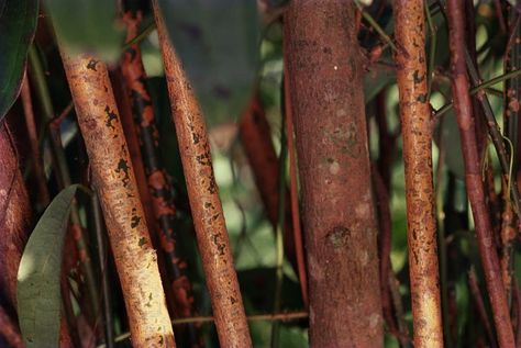 Cassia Cinnamon, Ceylon Cinnamon, Cinnamon Bark, Room With Plants, Growing Indoors, Growing Tree, Potting Soil, Types Of Plants, Summer Flowers