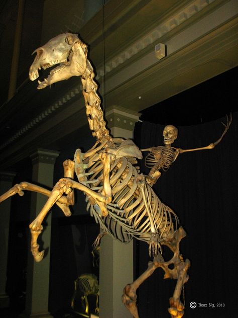 Skeleton human riding a skeleton horse The Skeleton, A Dinosaur, Skeleton, White