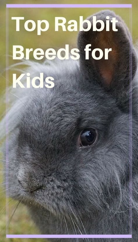 Best Bunnies For Pets, 4h Rabbit Showing, Best Rabbits For Pets, Backyard Rabbits, Farm Rabbits, Homestead Rabbits, Breeds Of Rabbits, Bunny Breeds, Rabbit Breeding