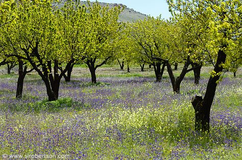 Cappadocia Apricot Orchard.(Turkey) Apricot Orchard, Desert Homestead, Apricot Tree, Tree Trunks, Celebrity Travel, Fairy Doors, Cultural Center, Miniature Garden, Succulents Garden