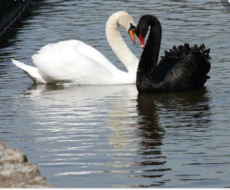 Swans Aesthetic, Swan Lake Aesthetic, Two Swans, Black Swans, Mute Swan, Swan Queen, White Swan, Swan Lake, Black Swan