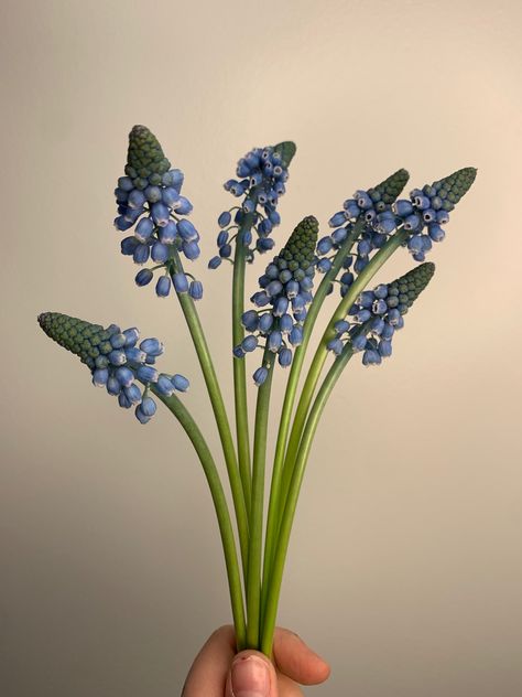 Blue Grape Hyacinth, Muscari Tattoo, Grape Hyacinth Aesthetic, Hyancith Flower Aesthetic, Grape Hyacinth Tattoo, Grape Hyacinth, Hyacinth Tattoo, Hyacinth Bouquet, Blue Hyacinth