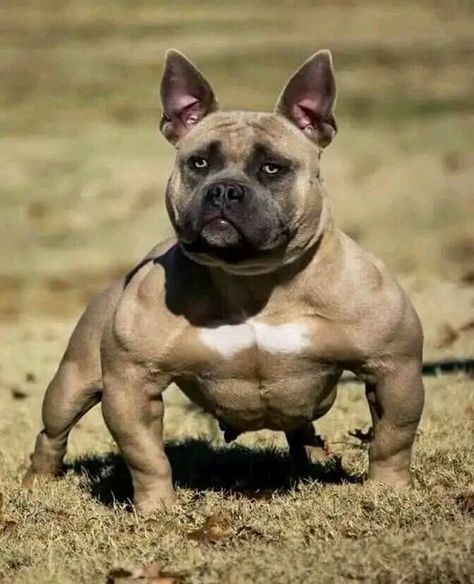 Bully Blue, Pitbull Dog Breed, Bully Breeds Dogs, Scary Animals, Dog Sports, Chinese Buddha, Real Dog, Bully Dog, Food Dog