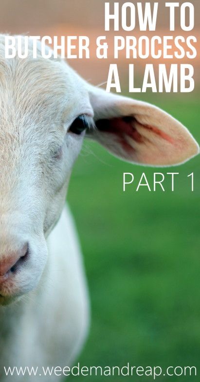 How to Butcher & Process a Lamb: Part 1 - Weed 'em & Reap Raising Farm Animals, Raising Goats, Homestead Farm, Future Farms, Homesteading Skills, Mini Farm, Sheep Farm, Sheep And Lamb, A Goat