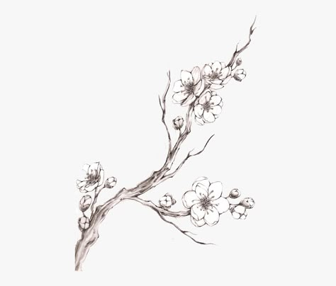 Clip Art How To Draw A Cherry Blossom - Drawing Cherry Blossom Branch , Free Transparent Clipart - ClipartKey Tree Branch Tattoo, Cherry Blossom Drawing, Blossom Tree Tattoo, Branch Drawing, Sakura Tattoo, Branch Tattoo, Blossom Branch, Japanese Drawings, Cherry Blossom Branch