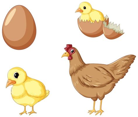 Life Cycle Of Animals, Chicken Life Cycle Activities, Life Cycle Of A Chicken, Chicken Cartoon, Vector Illustration People, Chicken Life Cycle, Chicken Vector, Animal Life Cycles, Chicken Illustration