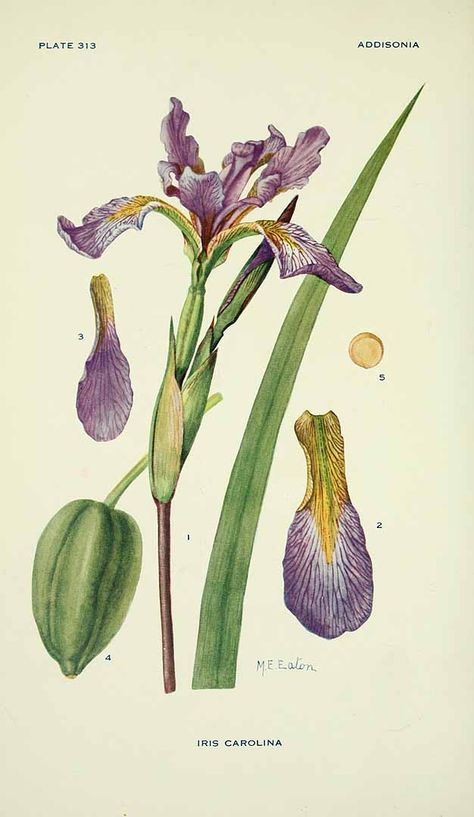 Great Blue-flag Iris (Iris virginica [as Iris caroliniana]) Blue Flag Iris, Iris Tattoo, Wild Iris, New York Botanical Garden, Clever Tattoos, Vintage Botanical Prints, Family Illustration, Scientific Illustration, Iris Flowers