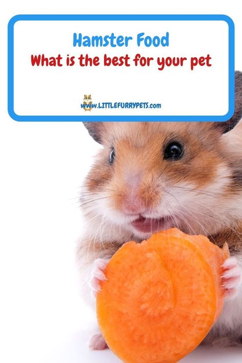 Diy Hamster Food Recipes, Diy Hamster Food, Hamster Diet, Hamster Food, Hamster Eating, Upset Tummy, Hamster Habitat, Funny Hamsters, Natural Diet