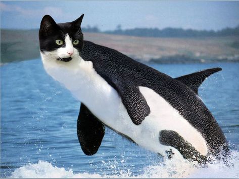 Do you think my coworker can take me seriously while this is the desktop wallpaper on my monitors? Animal Mashups, Funny Dolphin, Photoshopped Animals, Funny Photoshop, Tuxedo Cat, Killer Whales, Weird Animals, 귀여운 동물