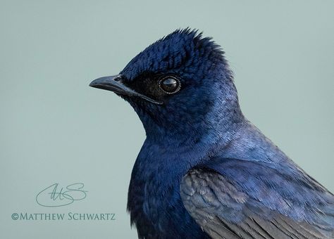 Arizona Birds, Portrait Male, Purple Martin, Red Car, Nature Photos, Northern Lights, Birds, Deviantart, Google Search