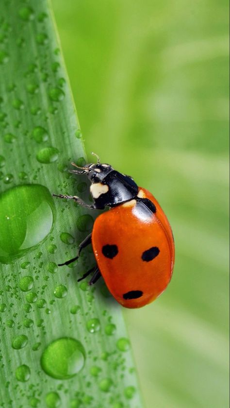 Lady Bug Tattoo, Bug Tattoo, Insect Photography, Ladybug Art, Cool Bugs, Bug Art, Animal Portraits Art, Daisy Painting, Autumn Illustration