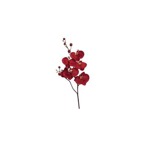 Red Pngs Aesthetic, Red Orchid, Red Orchids, Aesthetic Objects, Vintage Flowers Wallpaper, Flower Icons, Png Aesthetic, Screen Icon, Red Icons:)