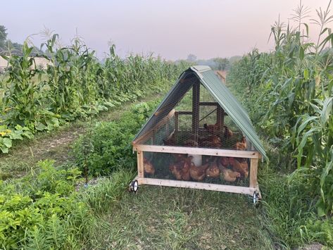 Three Sisters Garden, Mobile Chicken Coop, Chicken Tractors, Chicken Tractor, Small Chicken, Mini Farm, Homestead Survival, Chicken House, Chicken Farm