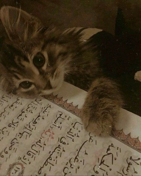 Asthetic Picture Wallpaper Cute Cat, Pfp Aesthetic Islamic, Muslim Cat Pfp, Muslim Pfp Aesthetic, Cat Asthetics Photos, Islam Pfp, Cats Types, Islamic Pfp, Worlds Cutest Animals