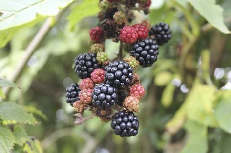 Blackberry leaf has many traditional uses, and it is officially approved in Germany for treating certain health conditions. Blackberry leaves can be made into tea or used as a mouthwash and gargle solution, according to Flora Health. Blackberry Leaf, Blackberry Leaves, Blackberry Tea, White Flower Farm, Balcony Plants, All Fruits, Tea Benefits, Black Currant, Black Raspberry