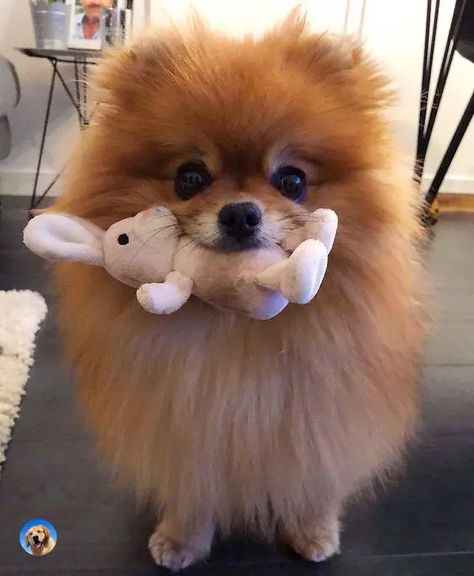 14 Cute Pomeranians With Their Favorite Toys | PetPress Cute Pomerian Dogs, Funny Dog Pictures Faces, Pomarainian Dogs, Pomerian Dogs, Dogs Pomeranian, Anjing Poodle, Dogs Pictures, Pom Dog, Cute Pomeranian