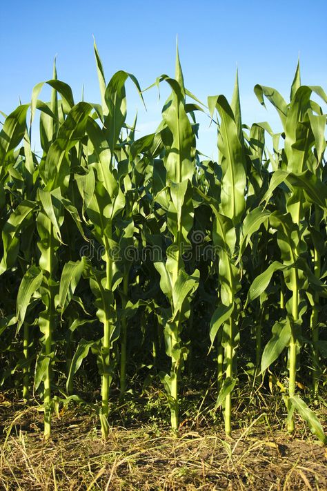 Corn Field. Looking at corn stalks from the edge of the field , #AFFILIATE, #corn, #Field, #Corn, #field, #edge #ad Small Corn Field, Corn Growing, Field Corn, Corn Fields, Green Industry, Veg Patch, Corn Stalks, Corn Field, Vegetable Farming