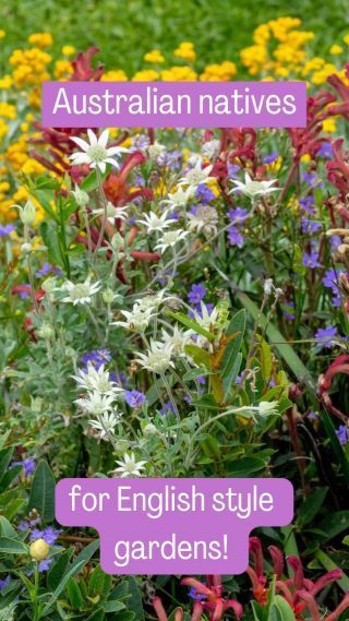 Australian Native Garden Planting Plan, Country Gardens Australia, Cottage Garden Australian Ideas, Cottage Garden Design Australian, Australian Native Wildflower Garden, Australian Native Rockery Garden, Native Australian Garden Ideas, Australian Native Cottage Garden Plants, Australian Native Cottage Garden Design