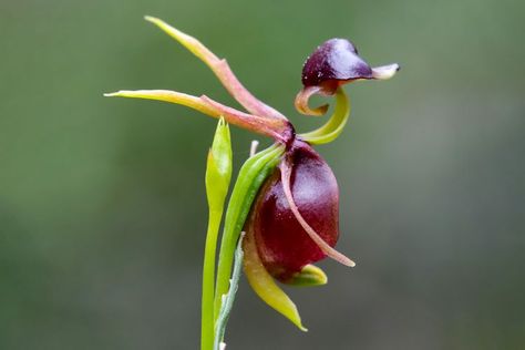 10 Flowers That Look Like Animals Flying Duck Orchid, Monkey Orchid, Succulent Photography, Flying Duck, Orchid Photography, Orchid Seeds, Candle Plant, Strange Flowers, Rare Orchids