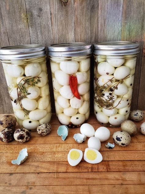 Picked Quail Eggs, Pickled Quail Eggs Canning Recipe, Pickling Quail Eggs, Canning Quail Eggs, Pickles Quail Eggs, How To Pickle Quail Eggs, What To Do With Quail Eggs, How To Cook Quail Eggs, Pickled Quail Eggs Recipe Easy