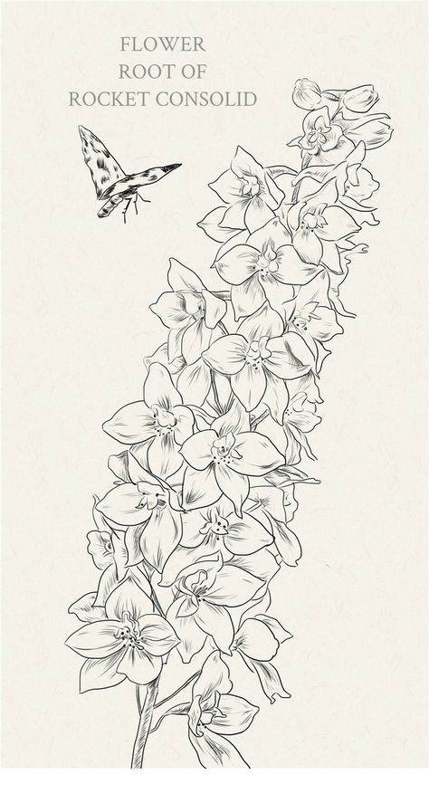 Delphinium Tattoo Design, Delphinium Flower Drawing, Delphinium Tattoo, Printable Drawings, Flower Reference, Delphinium Flowers, Flower Drawings, Tasteful Tattoos, Floral Embroidery Patterns