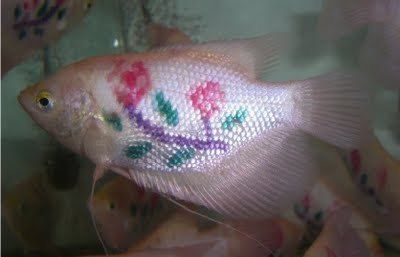 Fish, Flowers, Pink, White