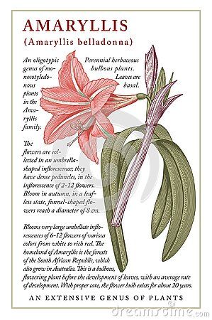 Amaryllis. Beautiful blooming realistic isolated flowers. Vintage greeting invitation card. Frame, label. Drawing, engraving. Freehand. Floral medical nature. Vector stock victorian illustration. Amaryllis Flowers Aesthetic, How To Draw Amaryllis Flower, Amaryllis Drawing Simple, Plant Study Drawing, Amaryllis Flower Drawing, Amaryllis Illustration, Amaryllis Drawing, Label Drawing, Vintage Floral Illustration