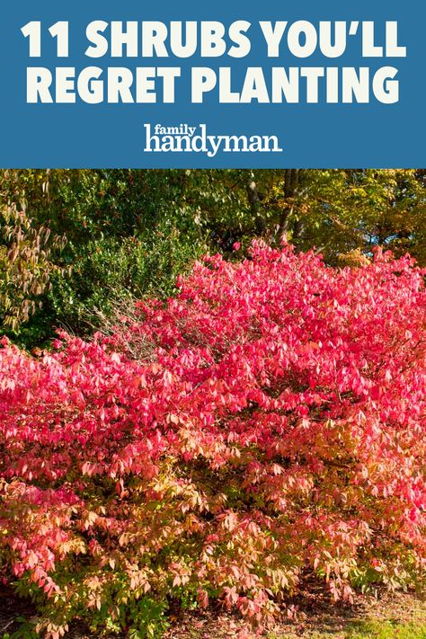 Sand Cherry Shrub Landscaping, Shrub Beds Design, Bush Garden Design Layout, Hardy Shrubs For Landscaping, Shrub And Flower Bed Ideas, Landscaping With Barberry Bushes, Smokebush Shrub Landscape, Country House Landscaping Front Yards, Shrubs Around House