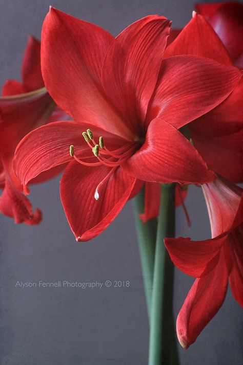 Amarilis Flower, Flower Poem, Red Amaryllis, Winter Arrangements, Amaryllis Flowers, Floral Watercolor Paintings, Diy Bead Embroidery, Christmas Painting, Iphone Wallpaper Photos