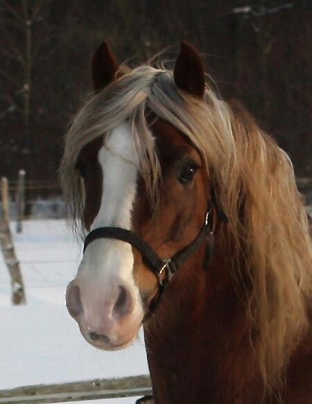 'Nebo General Pride' - Arvalon Welsh Cobs of Denmark Welsh Pony And Cob, Welsh Pony, Horse Pattern, Horse Breeds, Chestnut, Denmark, Equestrian, Art Reference, Horses