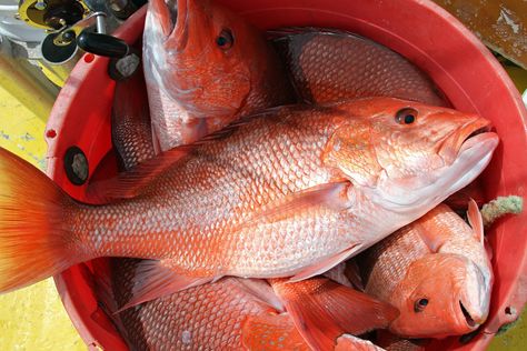 Snapper Fish, Tasty Meat, Red Snapper, Pink Skin, Angler Fish, Healthy Fish, Destin Florida, Catching Fish, Beautiful Fish