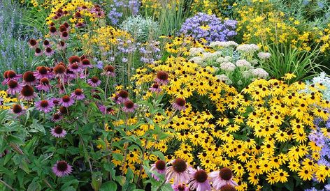 Perennial Flowers that Bloom All Summer | Gilmour Partial Shade Perennials, Perennial Garden Ideas, Tall Perennial Flowers, Perennials Low Maintenance, Cockle Shells, Long Blooming Perennials, Garden Flowers Perennials, Garden Goals, Full Sun Perennials