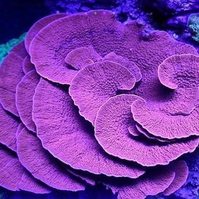 Montipora coral Montipora Coral, Coral Reef Art, Coral Reef Aquarium, Cnidaria, Sea Plants, Beautiful Sea Creatures, Underwater Creatures, Sea Coral, Reef Aquarium