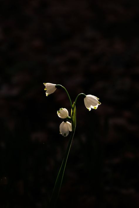 Snowflakes in morning light | Maureen Pierre | Flickr Snow Drop Flower Aesthetic, Snow Drop Aesthetic, Snowflake Flower, Snowdrop Flowers, Snowdrop Flower Wallpaper, Snowdrop Flower Aesthetic, Snowdrop Aesthetic, Snow Drop, Snow Drop Flower