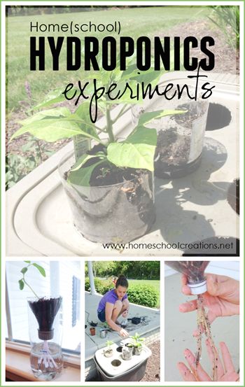 simple home hydroponics experiements using plastic bins, plastic bottles, and yarn to feed plants Preschool Corner, Plant Experiments, Hydroponics Gardening, Home Hydroponics, How Plants Grow, Backyard Aquaponics, Planting For Kids, Gardening Equipment, Plants Unit