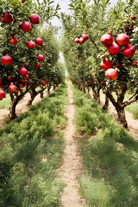 Pomegranate Orchard, Pomegranate Garden, Pomegranate Farming, Pomegranate Aesthetic, Wine Grotto, Vrindavan Dham, Pomegranate Tree, Garden Gate Design, Garden Watering System