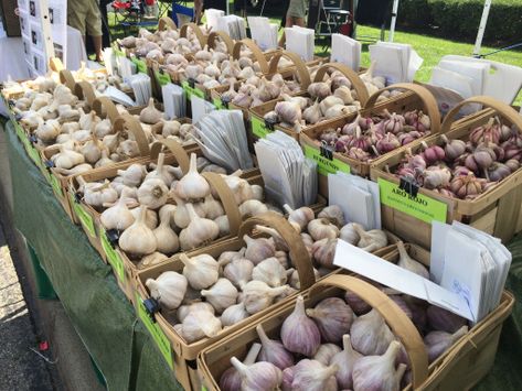 Farmers Market Garlic Display, Veggies Garden, Farmers Market Stand, Garlic Festival, Farmers Market Display, Carrot Slaw, Reckless Abandon, Pulled Pork Sliders, Breath Mints