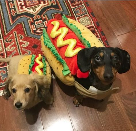 The 55+ Greatest Dachshund Costumes EVER Dachshund Costumes, Winner Dogs, Puppy Picture Ideas, Dog Costume Halloween, Dachshund Costume, Puppy Halloween Costumes, Dogs In Costumes, Taco Costume, Animals In Costumes