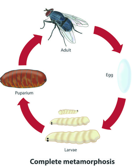 Illustration of a fly life cycle. Life Cycle Of A Fly, Fly Life Cycle, Bot Fly, Tsetse Fly, Deer Fly, Fly Drawing, Black Fly, Raising Goats, American Dog