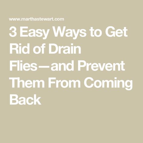 3 Easy Ways to Get Rid of Drain Flies—and Prevent Them From Coming Back Getting Rid Of Drain Flies, How To Get Rid Of Drain Gnats, Drain Gnats Get Rid Of, Drain Fly Remedy, Drain Flies How To Get Rid Of, Getting Rid Of Nats, Fly Remedies, Fly Deterrent, Cleaning Sink Drains