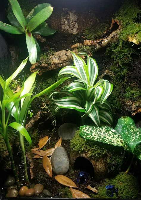 Dart frog vivarium. Exoterra 12 x 12 x 18 with a water feature. Dart Frog Terrarium, Frog Vivarium, Iguana Cage, Dart Frog Vivarium, Bioactive Vivarium, Frog Terrarium, Fish Tank Terrarium, Green Tree Frog, Crested Gecko