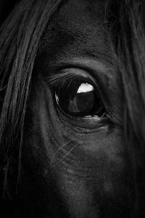 Horse Photoshoot, Horse Aesthetic, I Love Horses, All The Pretty Horses, Horse Care, Pretty Horses, Love Horses, Horse Photography, An Eye