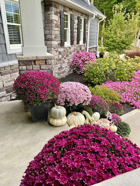 Mum Landscaping Front Yards, Fall Porch Purple Mums, Pink Mums Front Porch, Front Yard Landscaping Fall, Fall Curb Appeal Front Yards, Purple Mums Fall Front Porches, Mums Flowers Front Porch Fall Decorating, Fall Flowerbeds Front Yards, Mums Flowers Front Porch