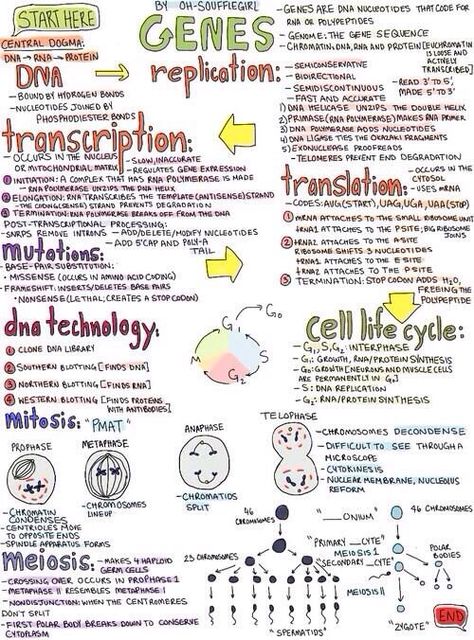 Cheat sheet-genetics Bsc Agriculture Notes, Molecular Genetics Notes, Bsc Biotechnology Notes, Gene Expression Notes, Gen Biology Design, Stem Cells Notes, Meiosis 1 And 2, Cell Cycle Notes, Meiosis Notes