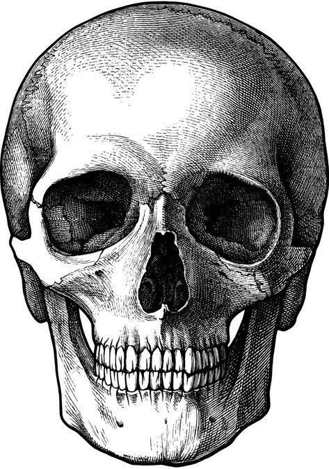 Artist Corner, Skull Drawings, Skull Rug, Skull Reference, Skull Sketch, Skull Art Drawing, 얼굴 드로잉, Perfect Tattoo, Skulls Drawing