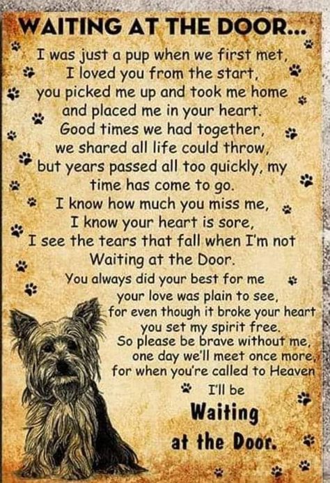 Pet Poems, Dog Poems, Pet Quotes, Dog Quotes Love, Dog Sympathy, Dog Heaven, Pet Remembrance, Yorkie Dogs, Dog Info